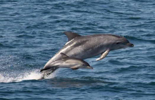 island hopper charter dolphin